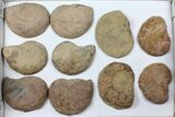 Lot: - Morocco Cut & Polished Ammonites - Pairs #103822-1
